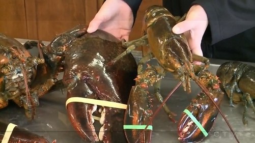 小龙虾致病元凶疑为未知生物毒素_jiuyou(图3) 九游体育